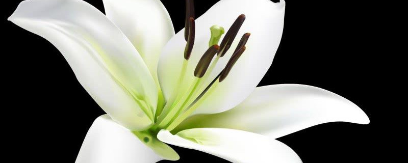 送给朋友的花（适合送给朋友的花）