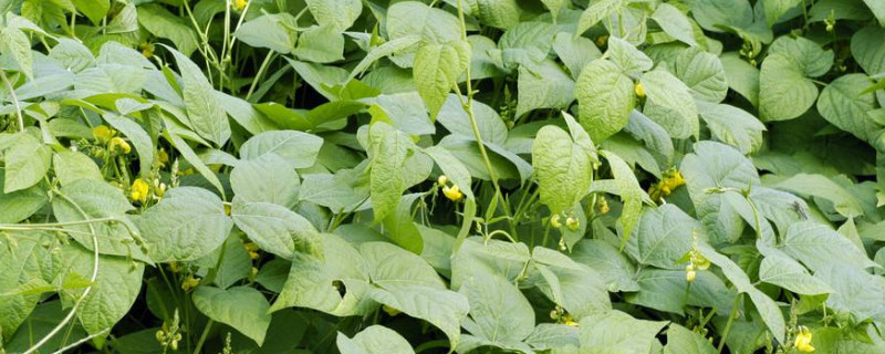 绿豆长什么样 绿豆长什么样子描写