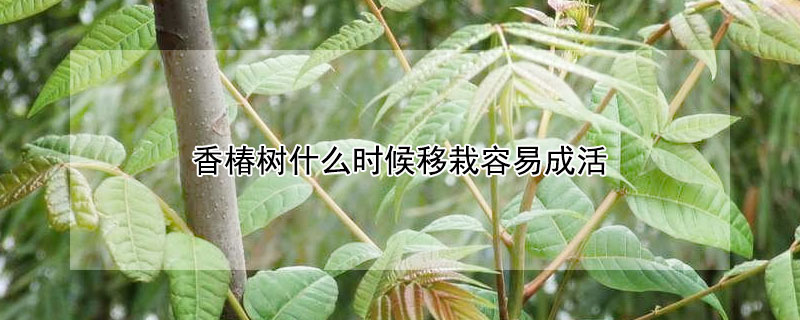 香椿树什么时候移栽容易成活（香椿树啥时候栽）
