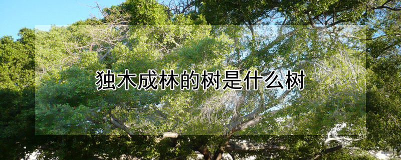独木成林的树是什么树 能够独木成林的树是什么树