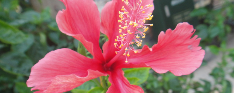 扶桑花如何配土 扶桑花如何配土最好