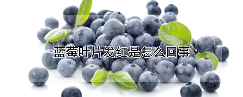 蓝莓叶片发红是怎么回事 蓝莓叶片发红是怎么回事图片