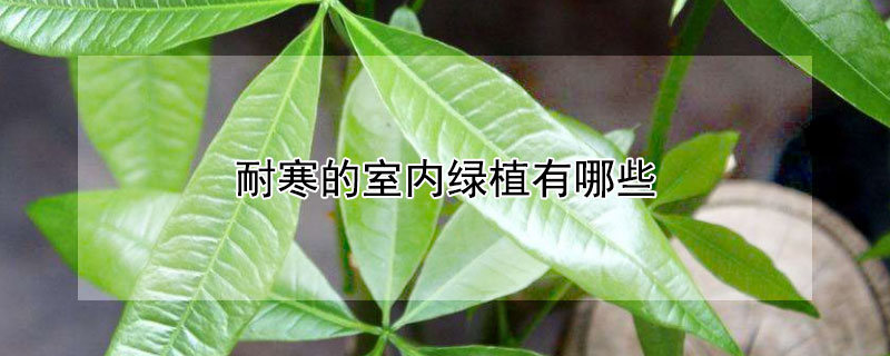 耐寒的室内绿植有哪些（冬季耐寒的室内绿植有哪些）