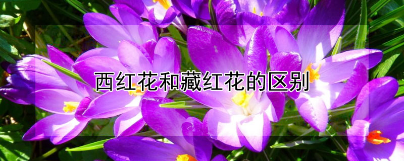 西红花和藏红花的区别（伊朗西红花和藏红花的区别）