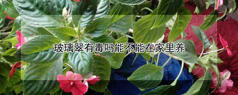 玻璃翠有毒吗能不能在家里养 玻璃翠有没有毒可不可以室内养