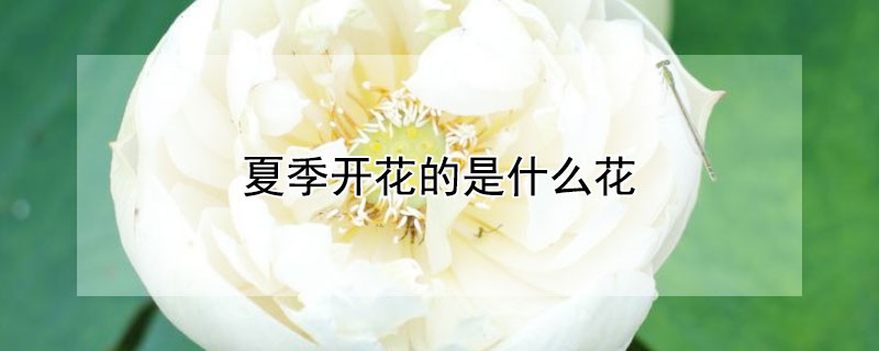 夏季开花的是什么花（什么花是在夏天开花的）