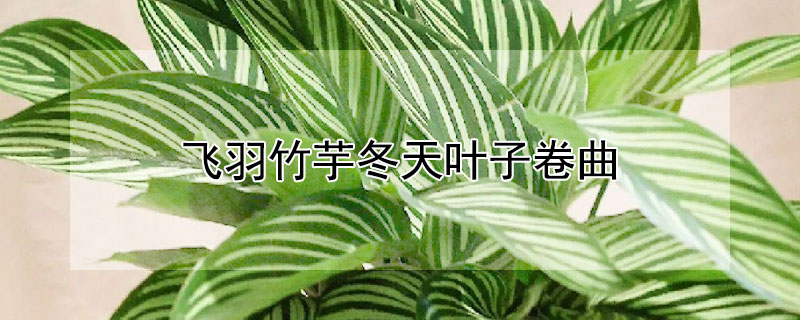 飞羽竹芋冬天叶子卷曲（银羽竹芋冬天卷叶子）
