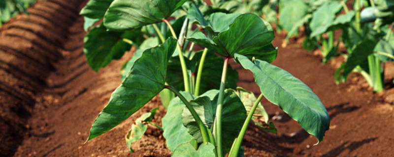 芋头几月开始培土（芋头什么时候开始培土）