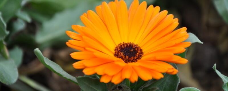 雏菊播种方法 雏菊播种方法图片