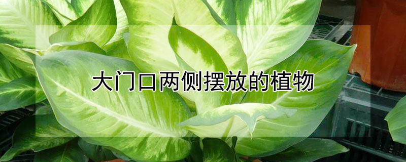 大门口两侧摆放的植物 大门口两侧摆放的植物风水