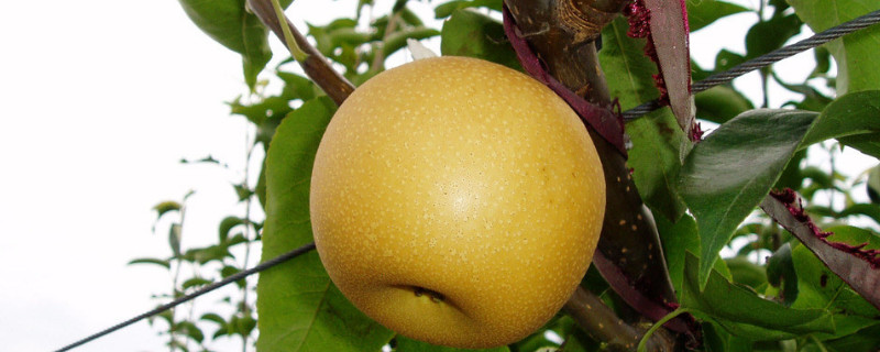 十二月份吃什么水果（十二月份吃什么水果比较好）