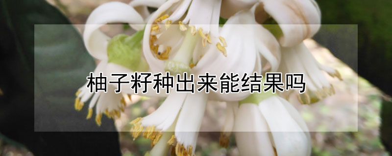 柚子籽种出来能结果吗 柚子籽种出来能结果吗图片