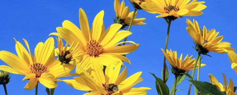 菊芋是什么东西（菊芋是什么东西图片）