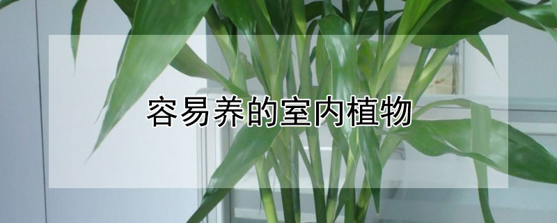 容易养的室内植物（容易养的室内植物）
