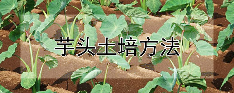 芋头土培方法（芋头怎么培土）