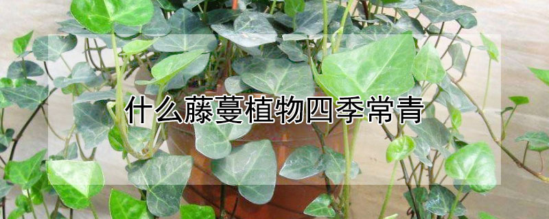 什么藤蔓植物四季常青 什么藤蔓植物四季常青耐寒耐阴
