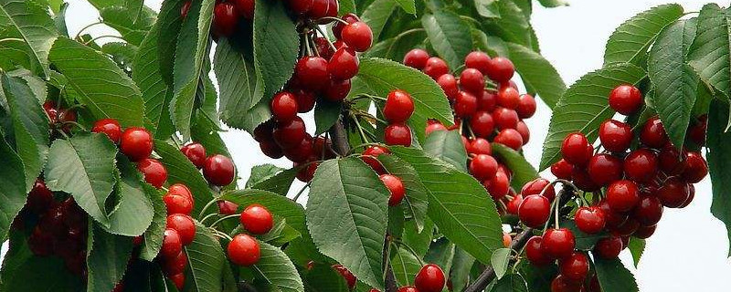 盆栽观赏樱桃树怎么养 盆栽观赏樱桃树怎么养殖