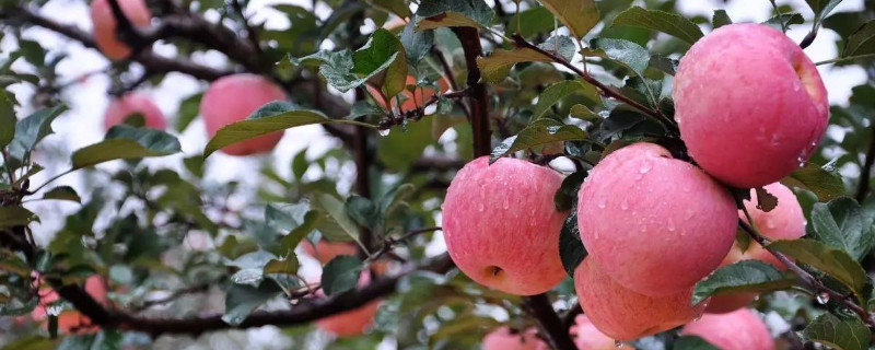 苹果树怎么剪枝（四年的苹果树怎么剪枝）