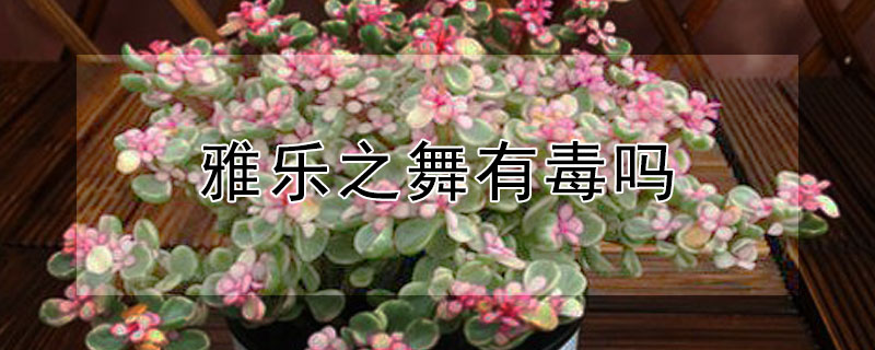 雅乐之舞有毒吗（雅乐之舞有毒吗对人有害吗）