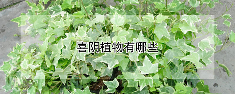 喜阴植物有哪些 水培喜阴植物有哪些
