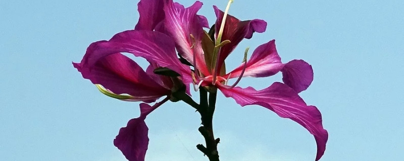 紫荆花秋季开花是怎么样的（紫荆春季开花吗）