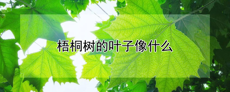 梧桐树的叶子像什么 梧桐树的叶子像什么比喻句