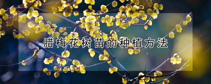 腊梅花树苗的种植方法 腊梅花树苗的种植方法视频