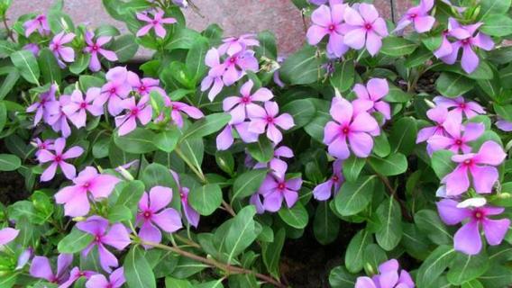 花期长的花卉有哪些（室外种植花期长的花卉有哪些）