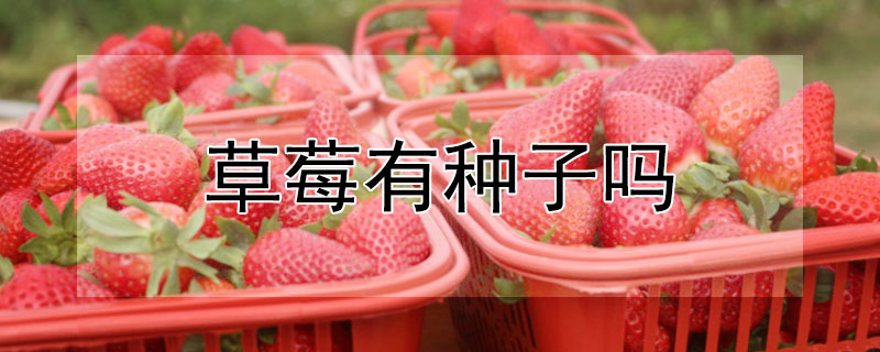 草莓有种子吗 草莓有种子吗,多少钱一斤