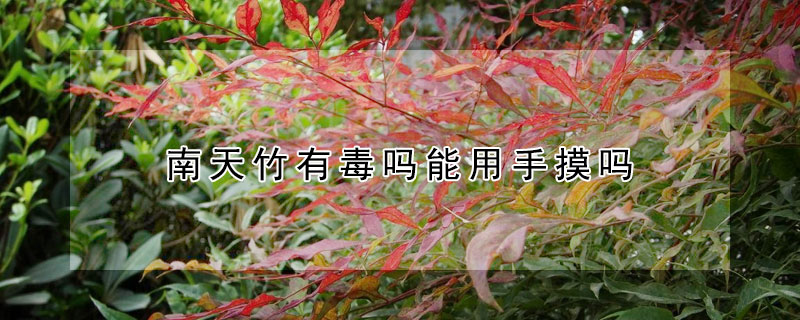 南天竹有毒吗能用手摸吗（南天竹放室内有毒吗）