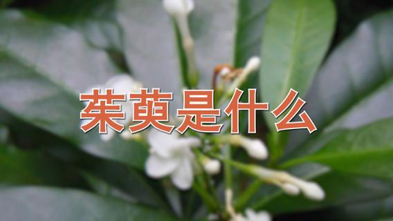 茱萸是什么 茱萸是什么意思