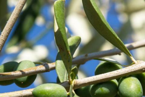 哪些树一年四季都是绿色的