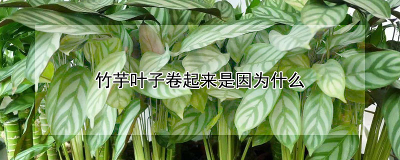 竹芋叶子卷起来是因为什么 竹芋叶子卷曲