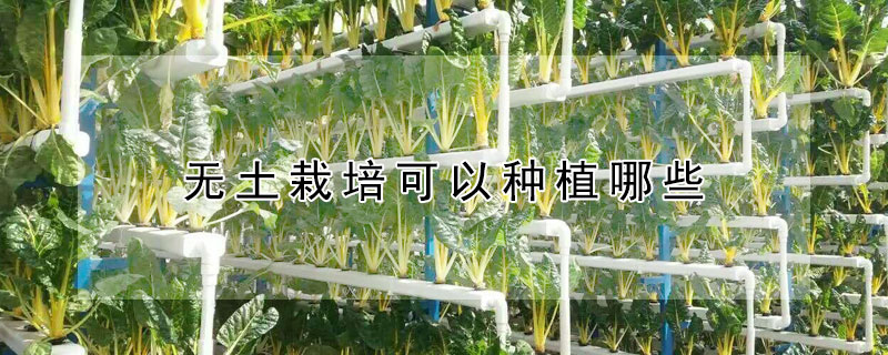 无土栽培可以种植哪些（无土栽培可以种植哪些蔬菜）