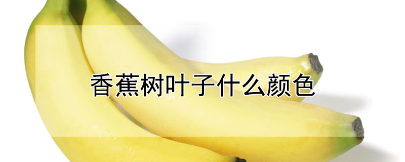 香蕉树叶子什么颜色 香蕉树的颜色