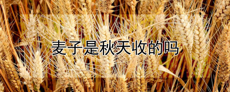 麦子是秋天收的吗（麦子是秋天收的吗还是夏天）