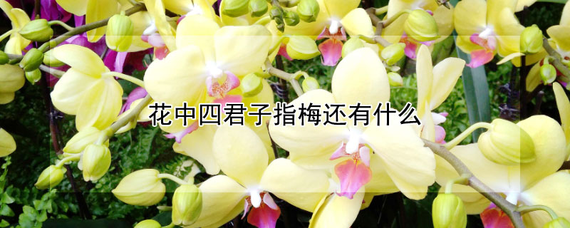 花中四君子指梅还有什么 花中四君子指梅还有什么名字