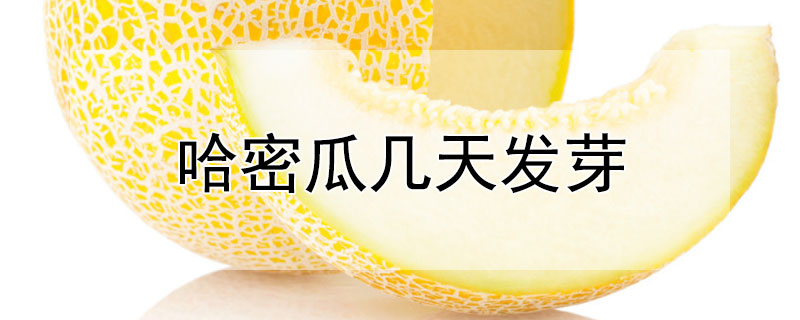 哈密瓜几天发芽（哈密瓜几天发芽出苗）