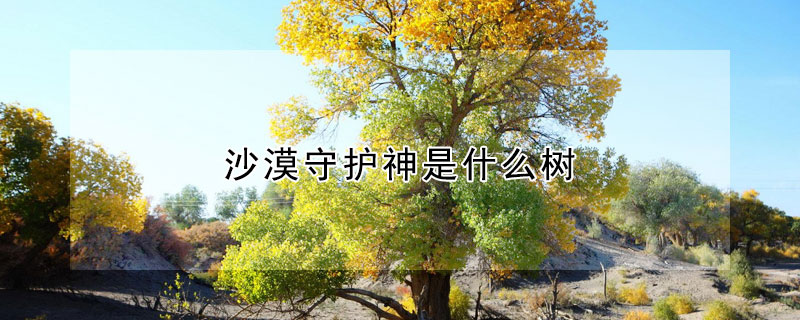 沙漠守护神是什么树（沙漠守护神是什么树的果实）