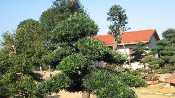 灌木和乔木的区别（草本灌木和乔木的区别）