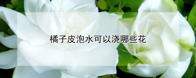 橘子皮泡水可以浇哪些花（橘子皮泡水可以浇哪些花卉）
