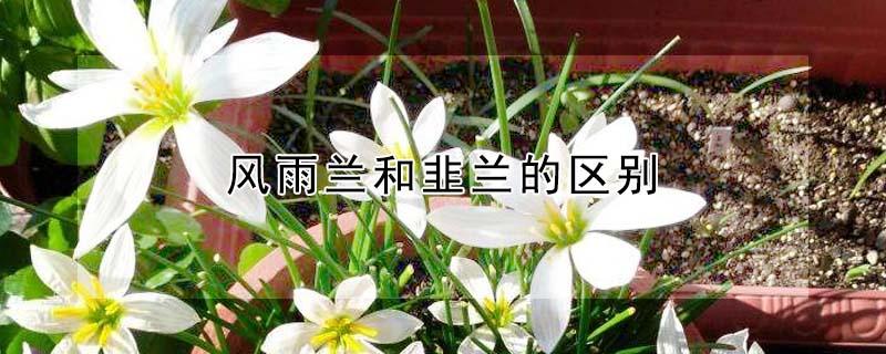 风雨兰和韭兰的区别（风雨兰和韭兰的区别是什么）