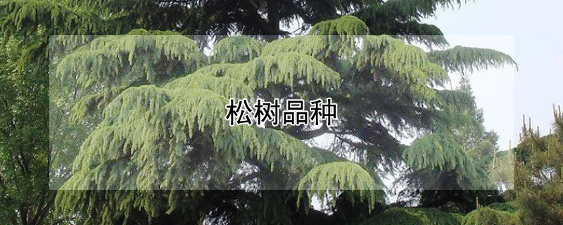 松树品种 松树品种图片大全大图