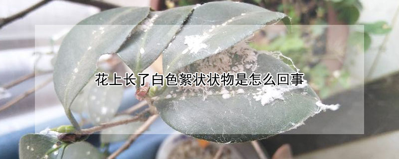 花上长了白色絮状状物是怎么回事 花上有白色絮状物
