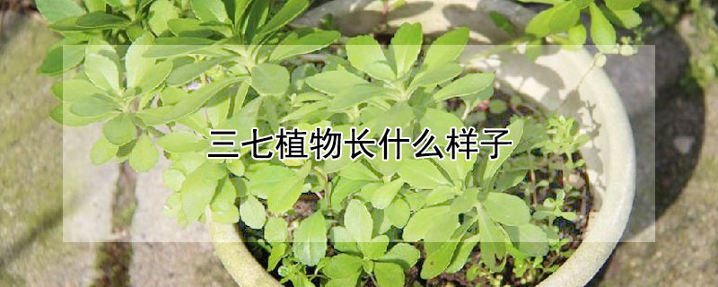 三七植物长什么样子 三七植物长什么样子图片