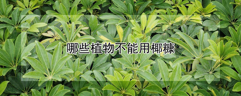哪些植物不能用椰糠 哪些植物不能用椰糠如何正确用椰糠养花