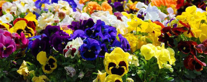 三色堇什么时候开花（三色堇什么时候开花季节）