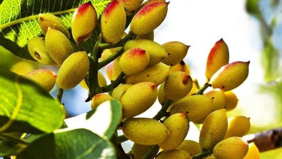 开心果长在哪里 开心果长在哪里图片