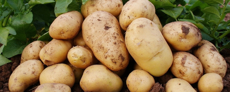 洋芋是土豆吗（洋芋是土豆吗蚂蚁）