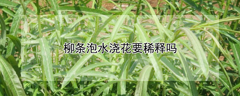 柳条泡水浇花要稀释吗 柳条泡水可以浇花吗